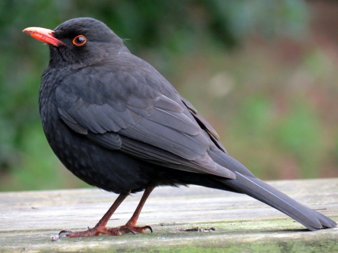 Дрозд-рябинник (turdus pilaris)