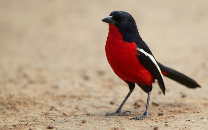 Американская Рябинница Robin