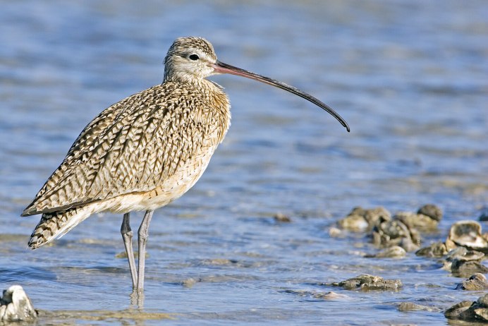 Tockus erythrorhynchus
