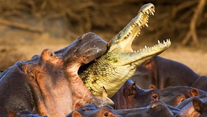 Крокодил и носорог