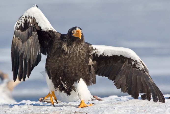Степной орёл (Aquila nipalensis