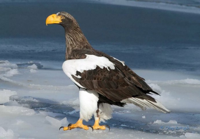 Беркут Aquila chrysaetos (Linnaeus, 1758)