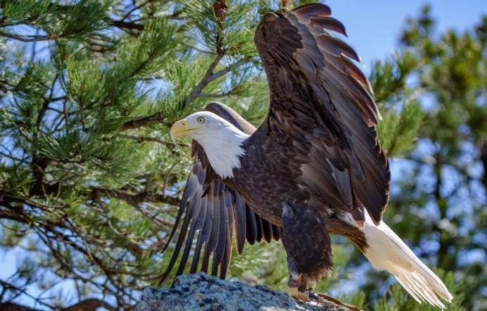 Haliaeetus leucocephalus