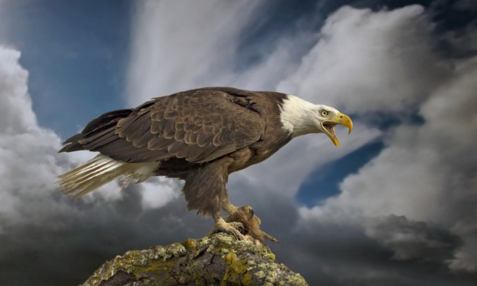 Беркут Aquila chrysaetos