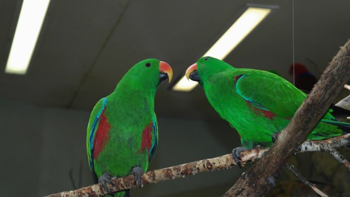 These Parrots are Red and Green перевод на русский
