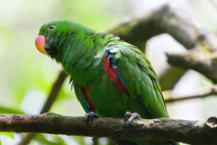 Eclectus Parrot