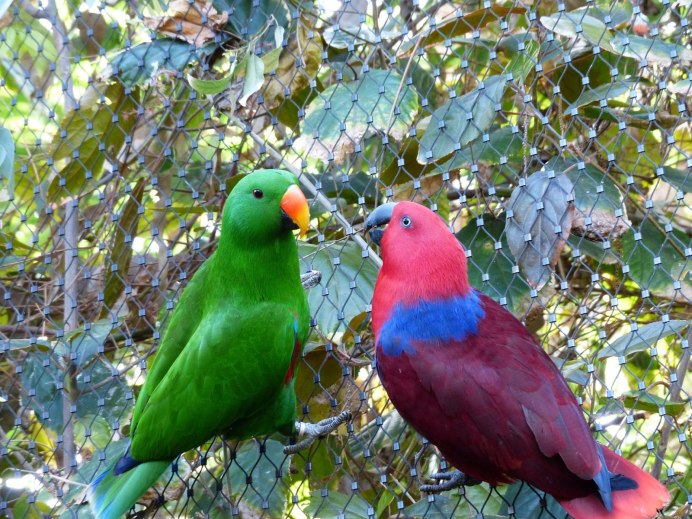 Eclectus roratus