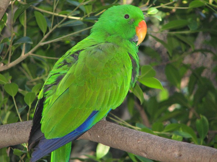 Eclectus Parrot