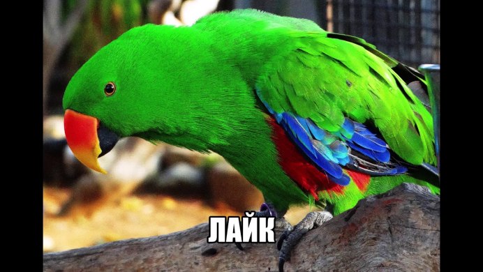 Эклектус рацион
