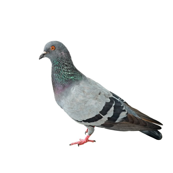 White Pigeon dbx1