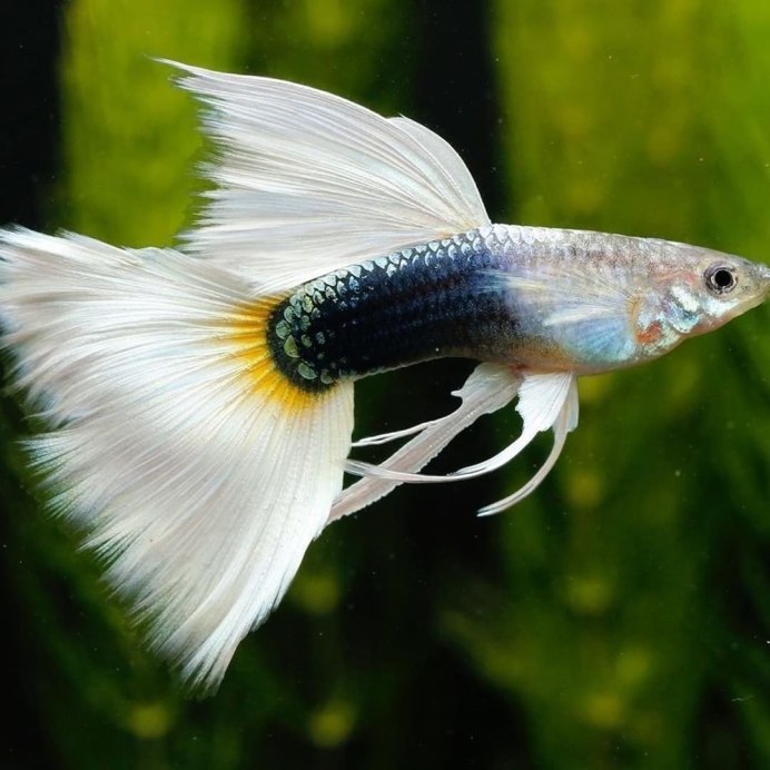 Чёрная Молли (Моллинезия)