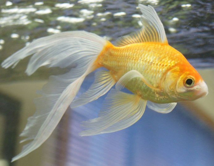 Вуалехвост рыбка