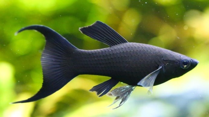 Петушок вуалехвостый красный