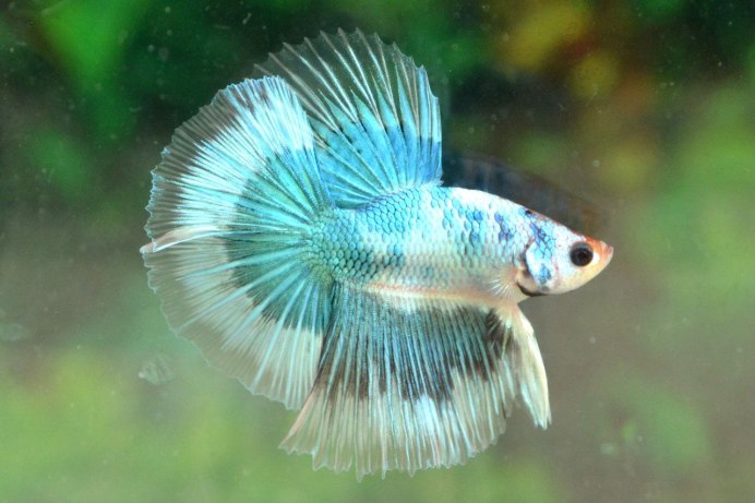 Сиамский петушок красный