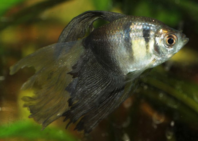 Королевский гуппи красный дракон