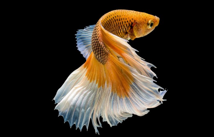 Рыбка Тернеция вуалевая