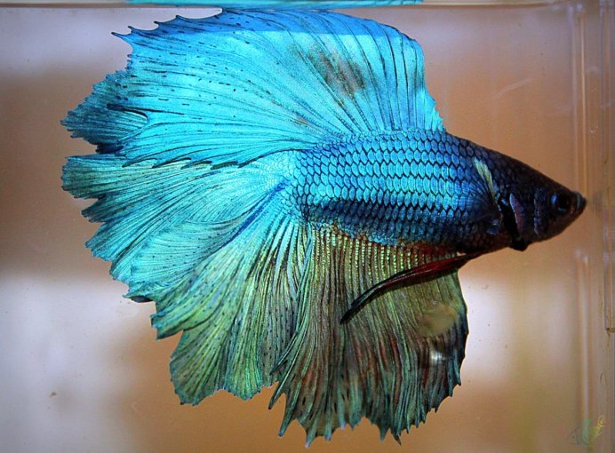 Золотая рыбка вуалехвост красный