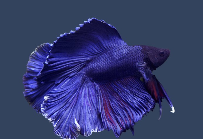 Оранда вуалехвост