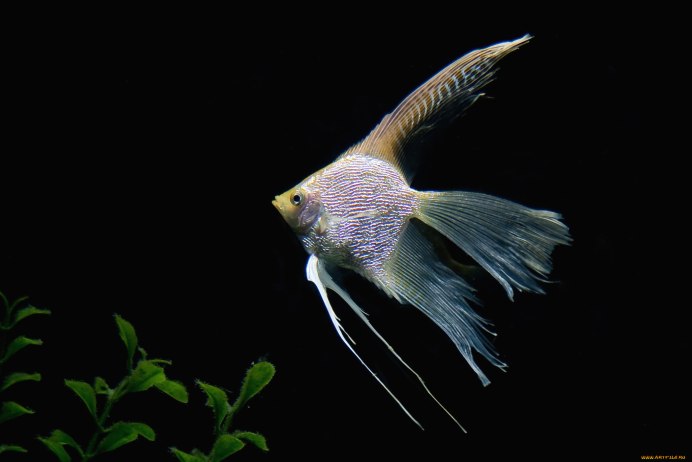 Рыбка петушок Бетта