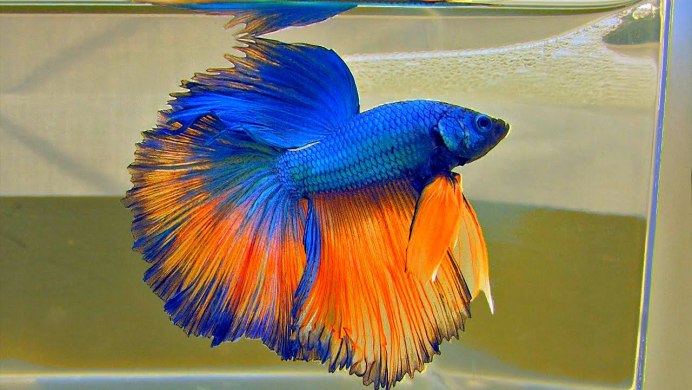 Рыбки Петушки вуалевые