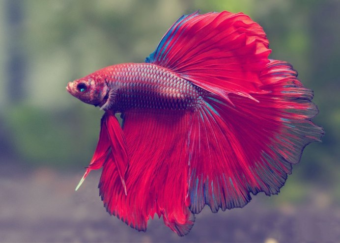 Петушок Бетта Спленденс самка