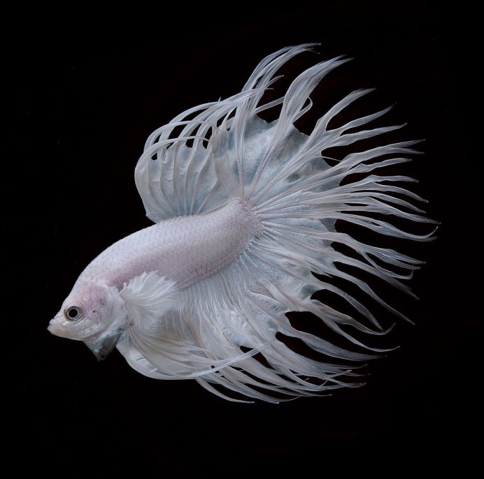 Скалярия Бриллиантовая вуалевая