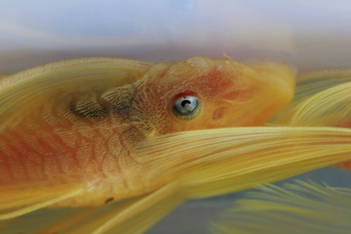 Бойцовые Петушки рыбки