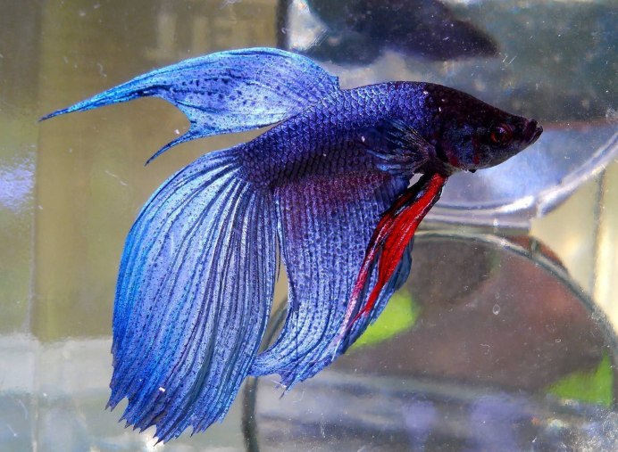 Рыба меченосец аквариумная