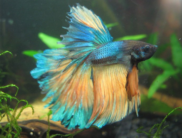 Сиамский петушок аквариумная рыбка