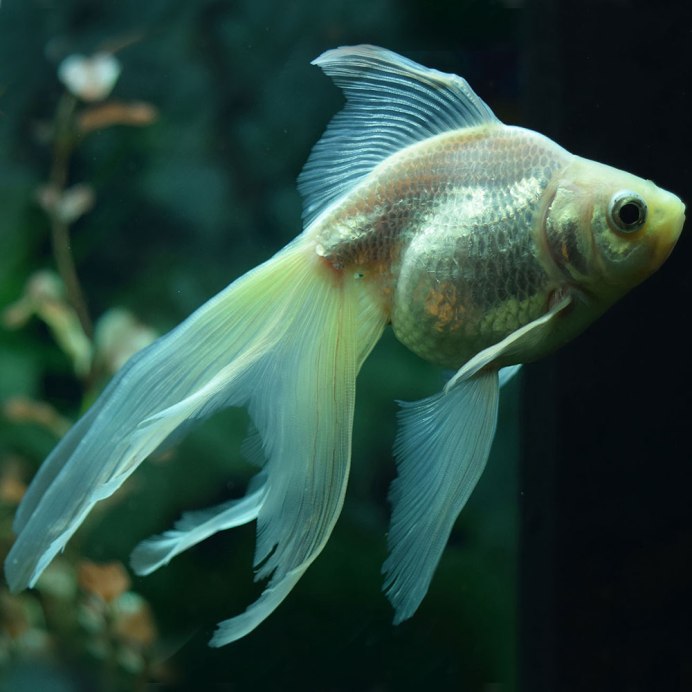 Петушок Бетта Спленденс самец