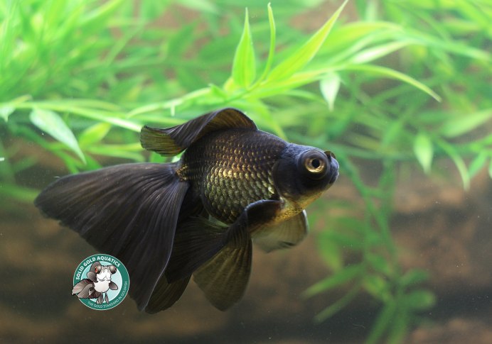 Золотые аквариумные рыбки Комета