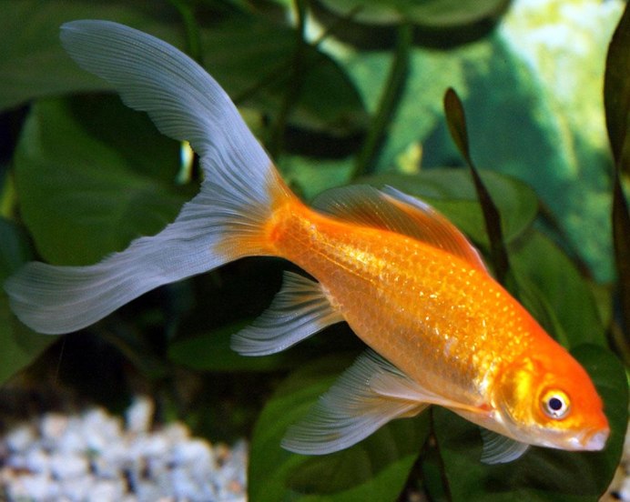 Блу альбино гуппи самки