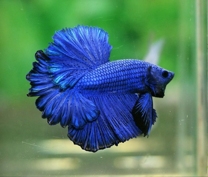 Золотые аквариумные рыбки Комета