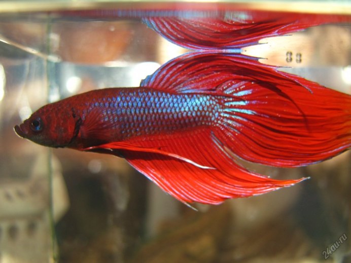 Рыбка петушок вуалевый