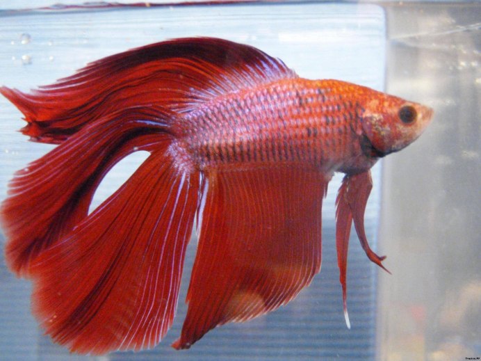 Бойцовая рыбка петушок