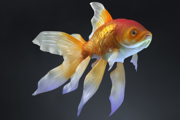 Рыбка петушок вуалевый