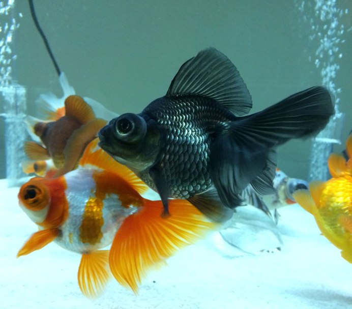 Рыбка Тернеция Карамелька