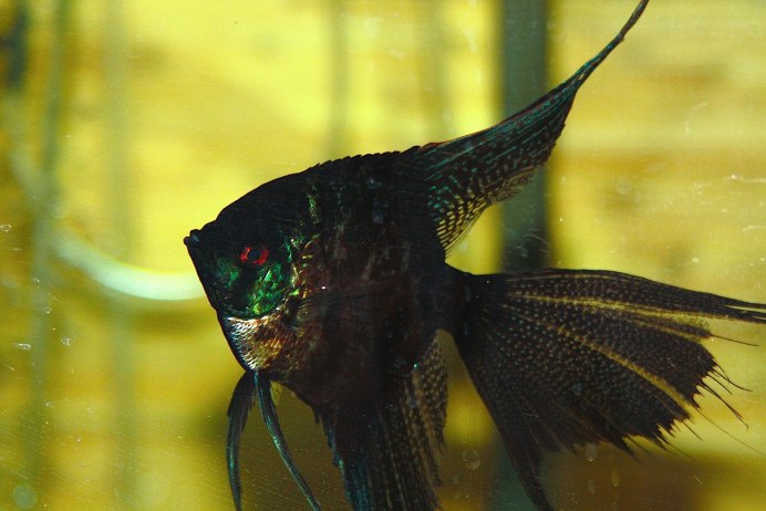 Петушок Бетта Спленденс самка