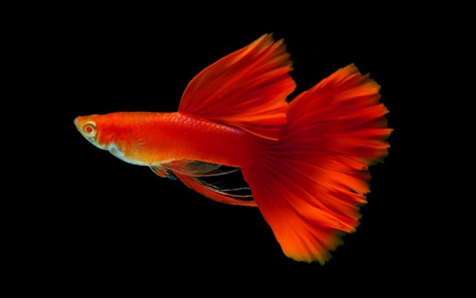 Петушок Бетта Спленденс