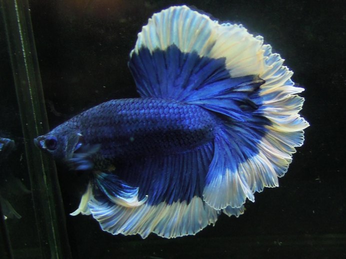 Аквариумная рыбка петушок вуалевый
