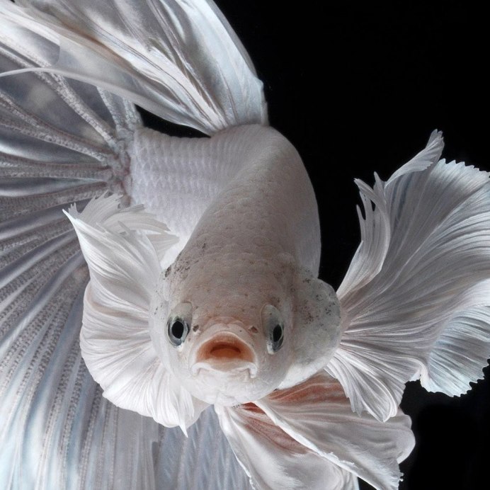 Золотая рыбка альбинос