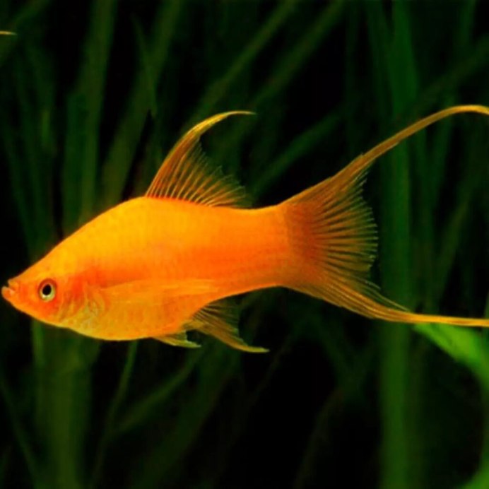 Сиамский петушок Халфмун