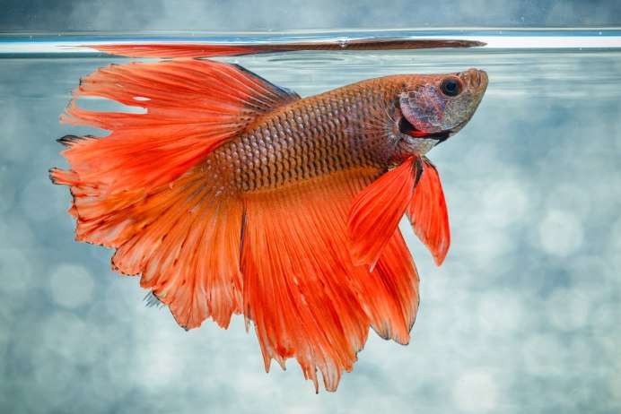 Петушок сиамский супердельта