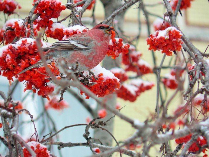 Щур птица в Новосибирске