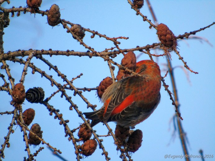 Клест шишка Потрошитель