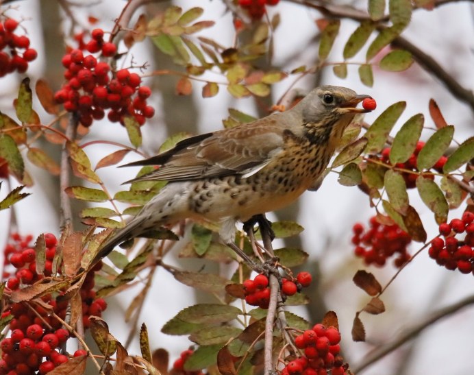 Зимующие птицы Кузбасса
