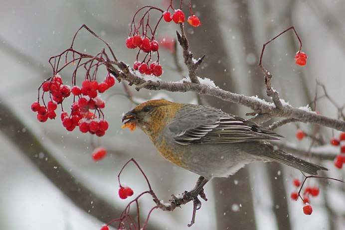 Клесты птицы на рябине