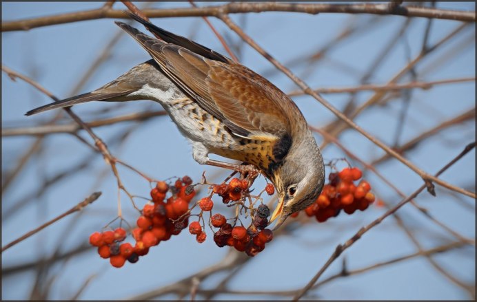 Стайка весёлых Клёстов расселась на ветках ели разбор 4