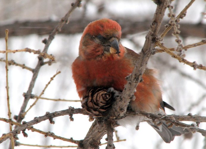 Таёжный Щур