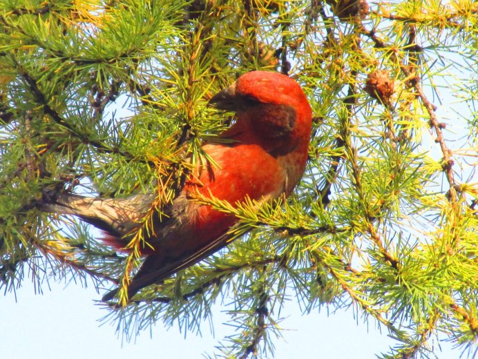 Снегири на рябине